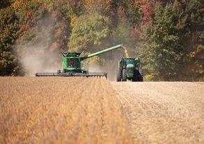 Combine in a corn field