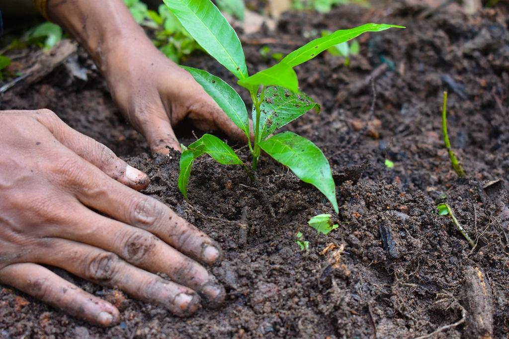 Photo of hands planting a sapling in the ground.